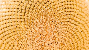 Patterns & the purification space